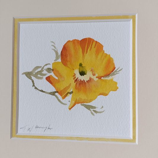 Trevor Waugh Watercolour painting, Welsh Poppy, Original