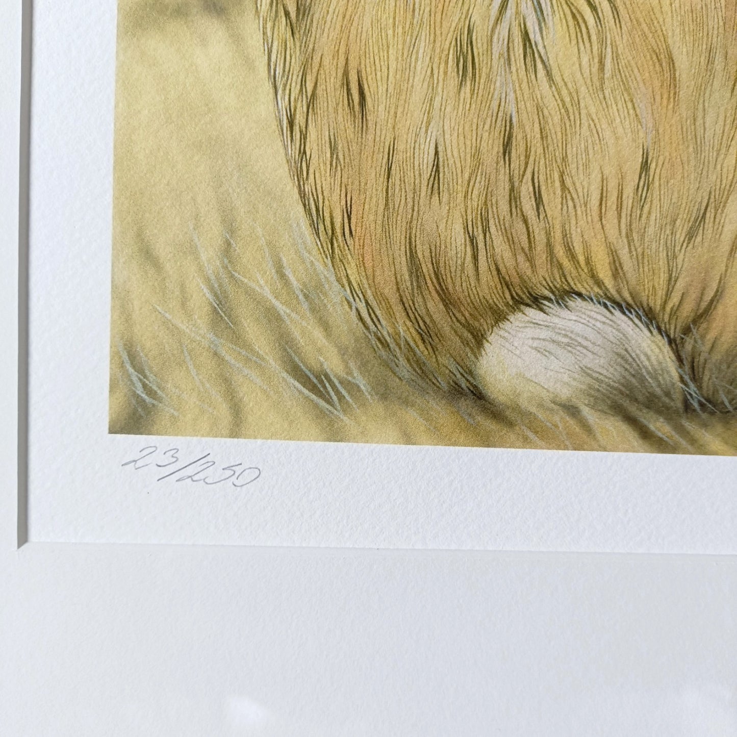 JOANNA MAY Signed Limited Edition "Star gazing Hare" 23/250