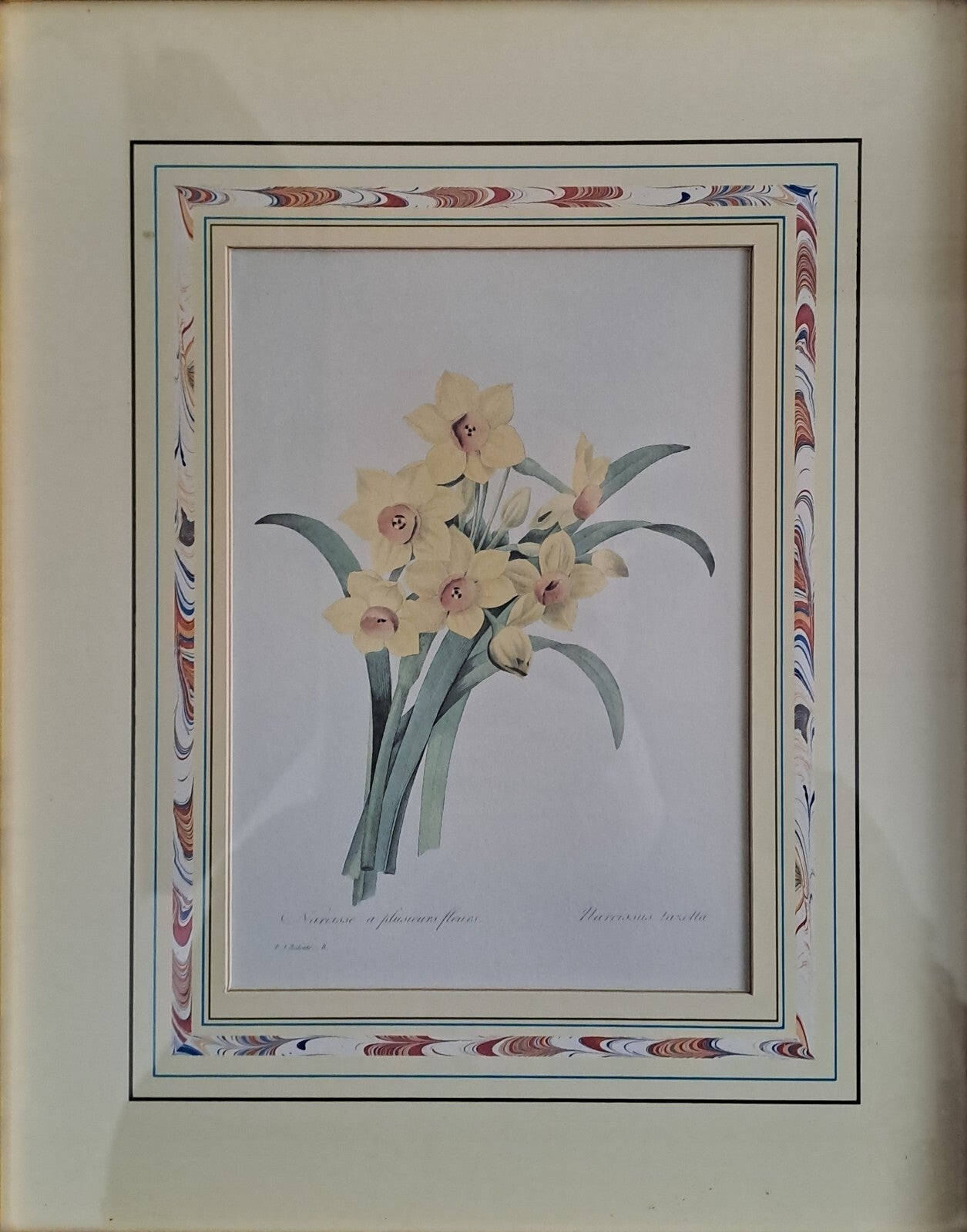 6 X Natural History Museum  Limited Print :The Fairest Flowers of Pierre Redoute