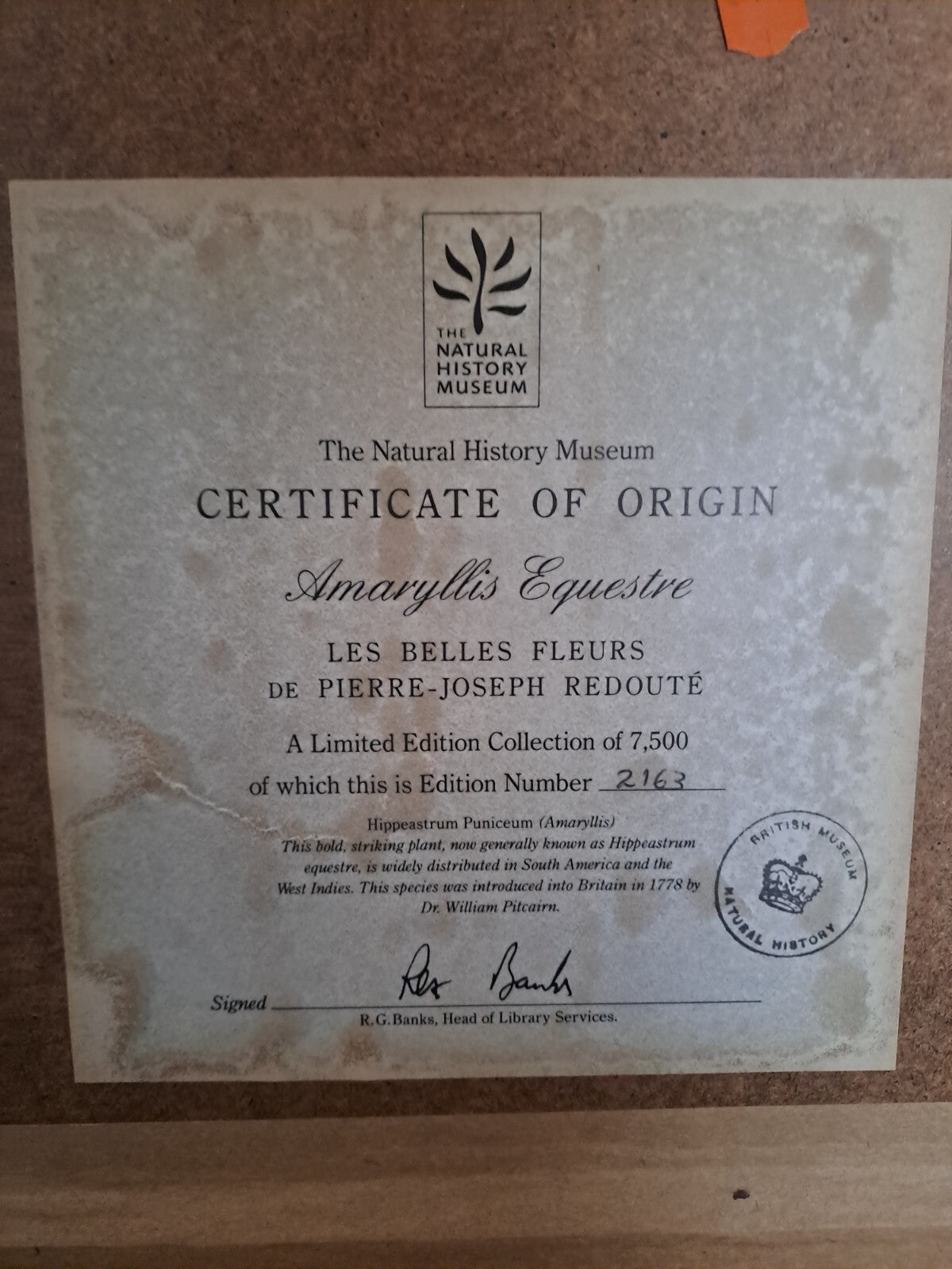 6 X Natural History Museum  Limited Print :The Fairest Flowers of Pierre Redoute