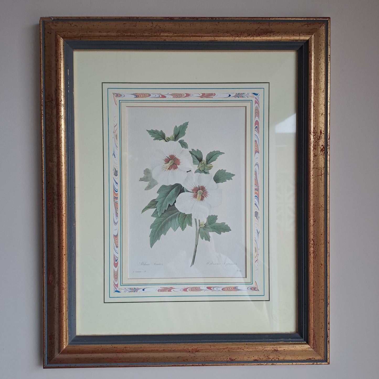 6 X Natural History Museum  Limited Print :The Fairest Flowers of Pierre Redoute