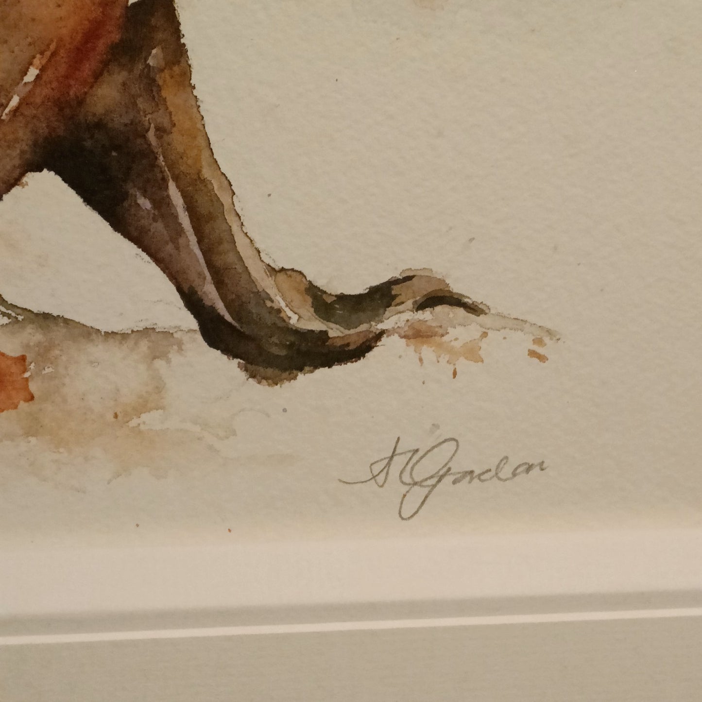 AMANDA GORDON Original Watercolour Painting "Resting Sealion on land"