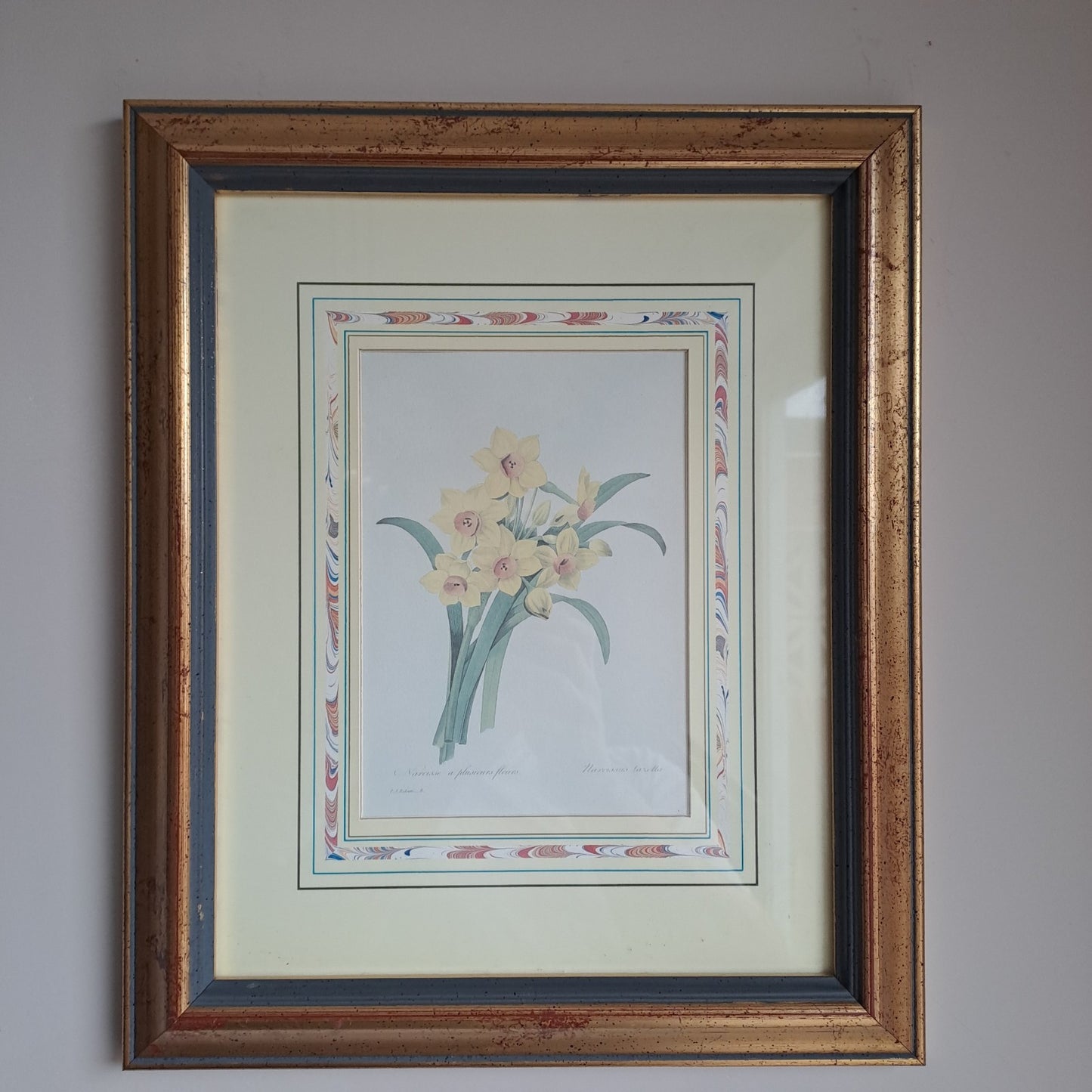 6 X Natural History Museum  Limited Print :The Fairest Flowers of Pierre Redoute