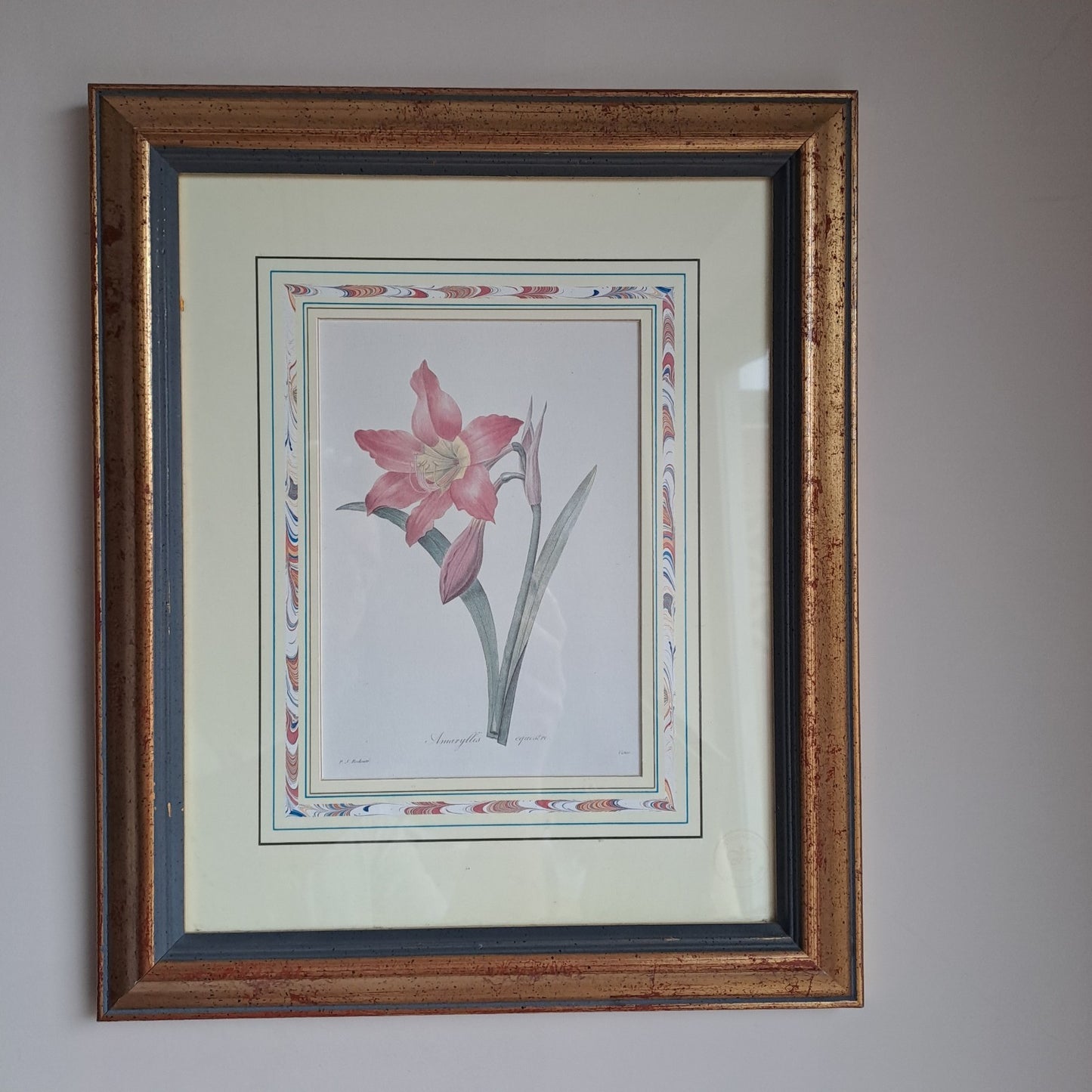 6 X Natural History Museum  Limited Print :The Fairest Flowers of Pierre Redoute