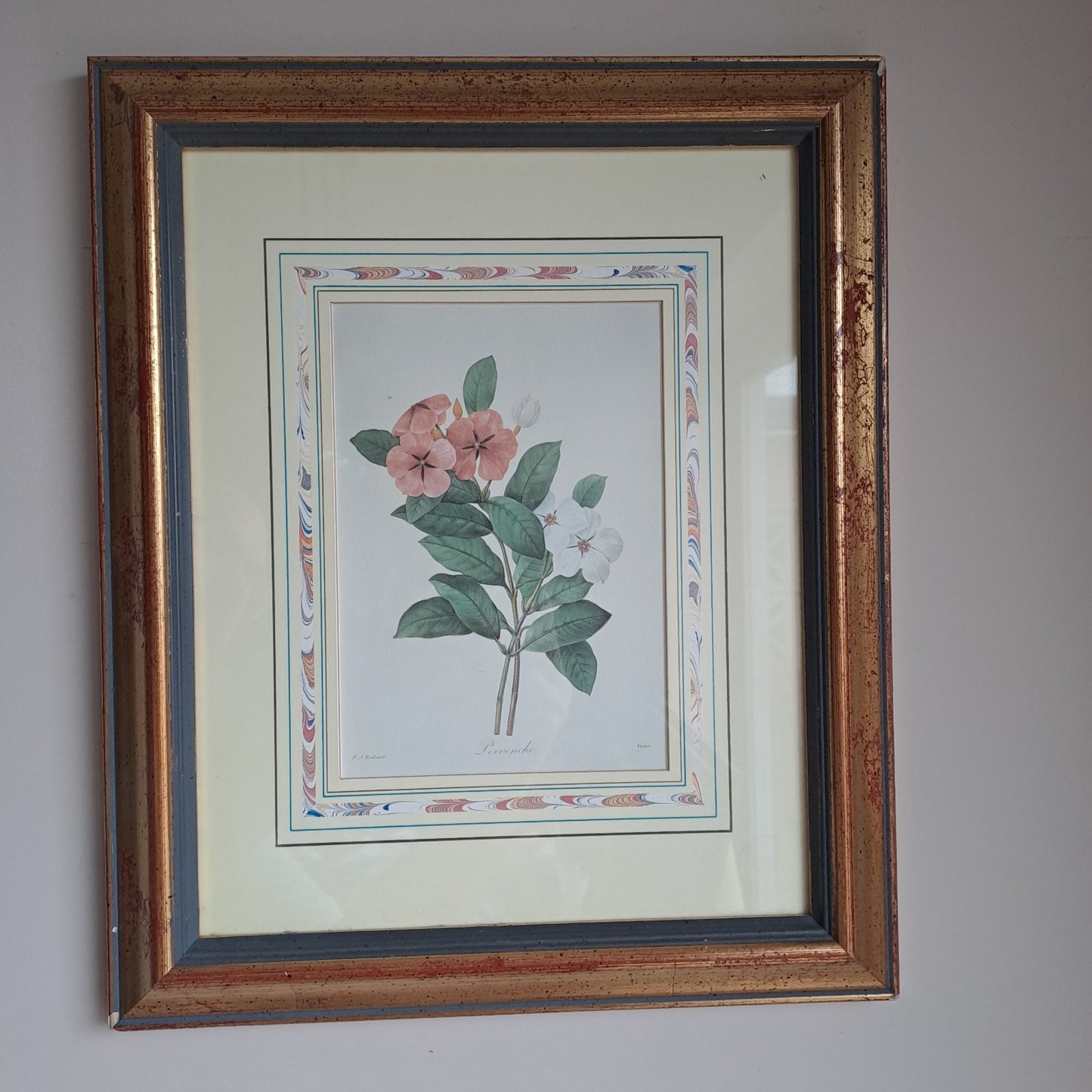 6 X Natural History Museum  Limited Print :The Fairest Flowers of Pierre Redoute