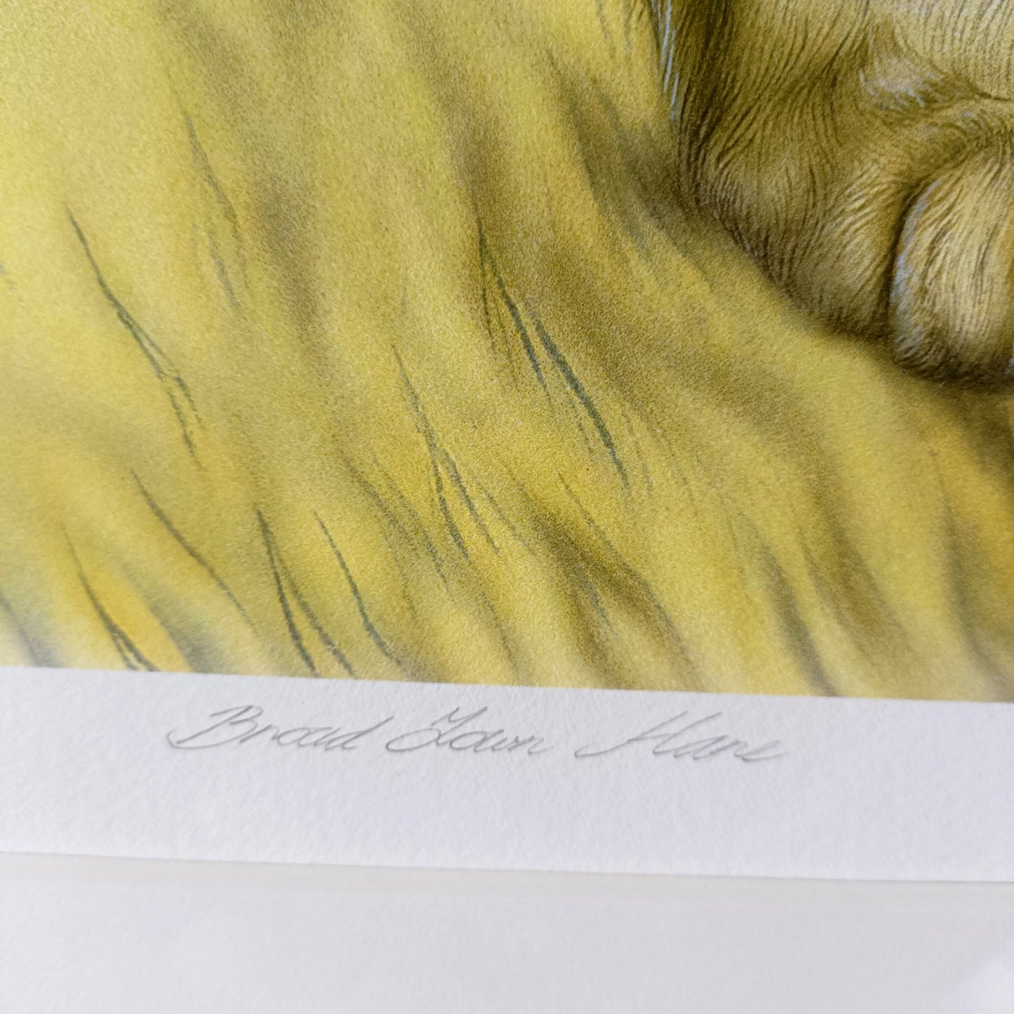 JOANNA MAY Signed Limited Edition "Broadtown Hare" 4/250