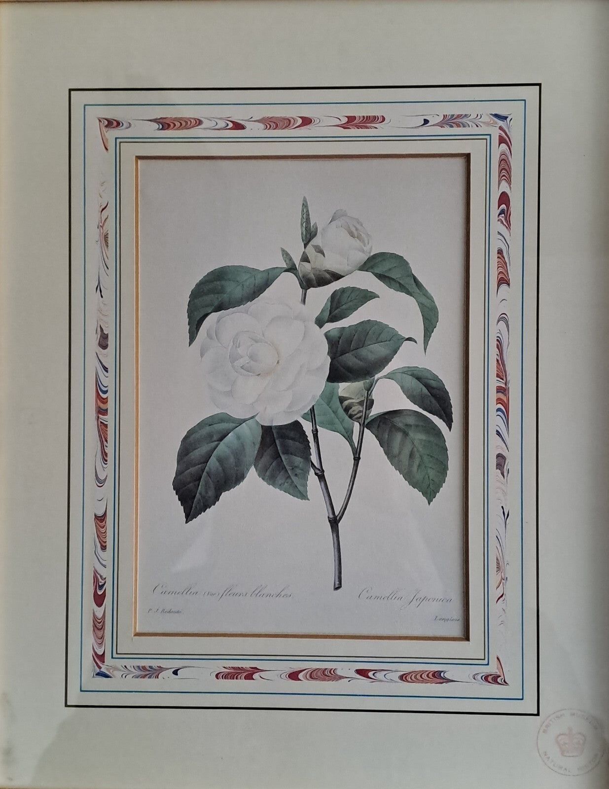 6 X Natural History Museum  Limited Print :The Fairest Flowers of Pierre Redoute