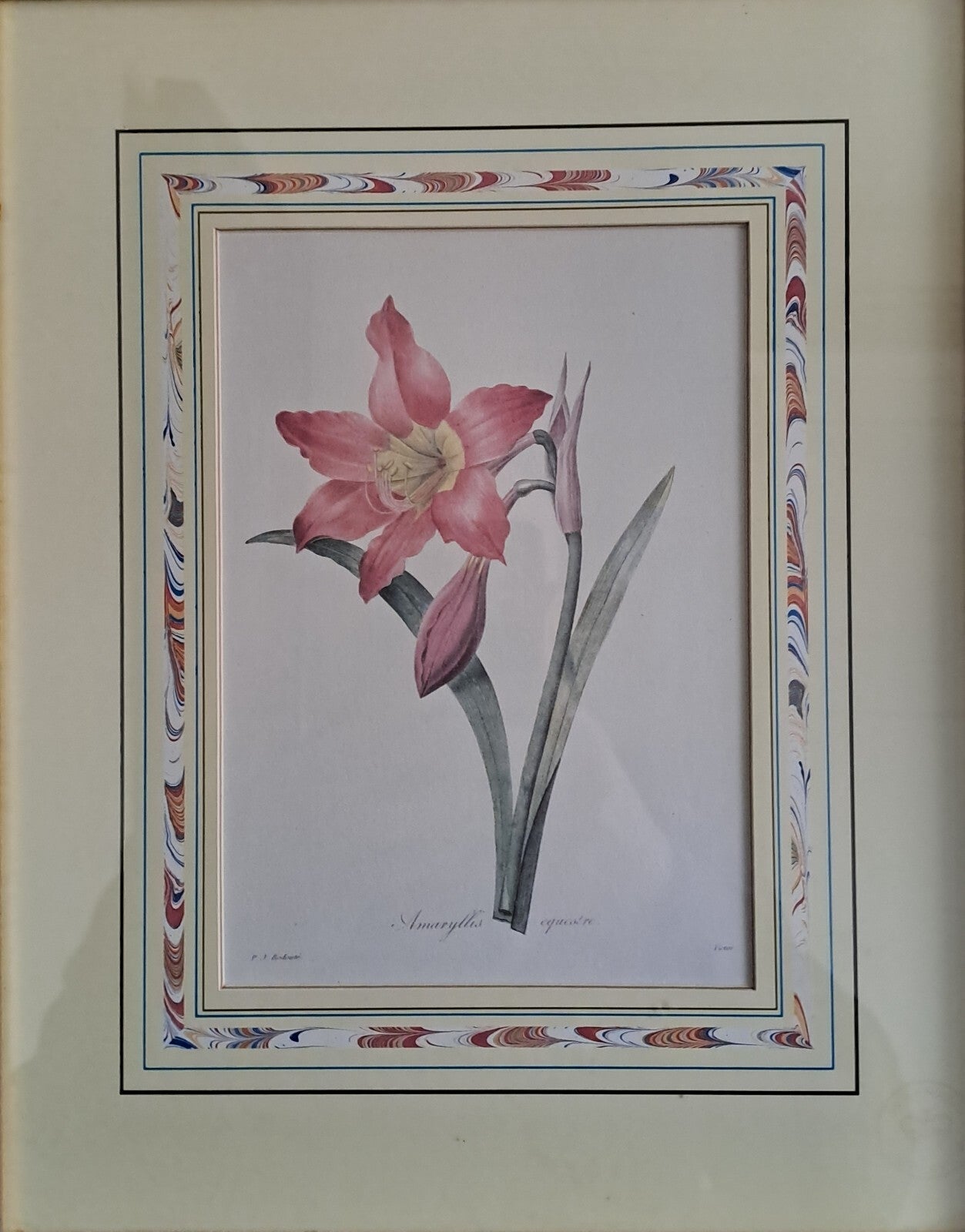 6 X Natural History Museum  Limited Print :The Fairest Flowers of Pierre Redoute