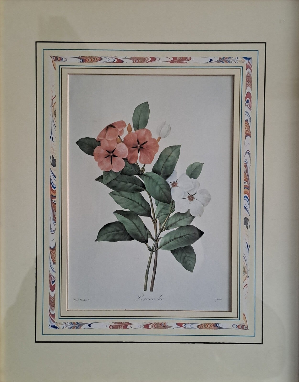 6 X Natural History Museum  Limited Print :The Fairest Flowers of Pierre Redoute