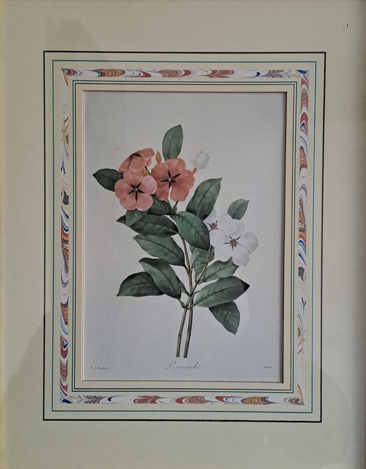 6 X Natural History Museum  Limited Print :The Fairest Flowers of Pierre Redoute