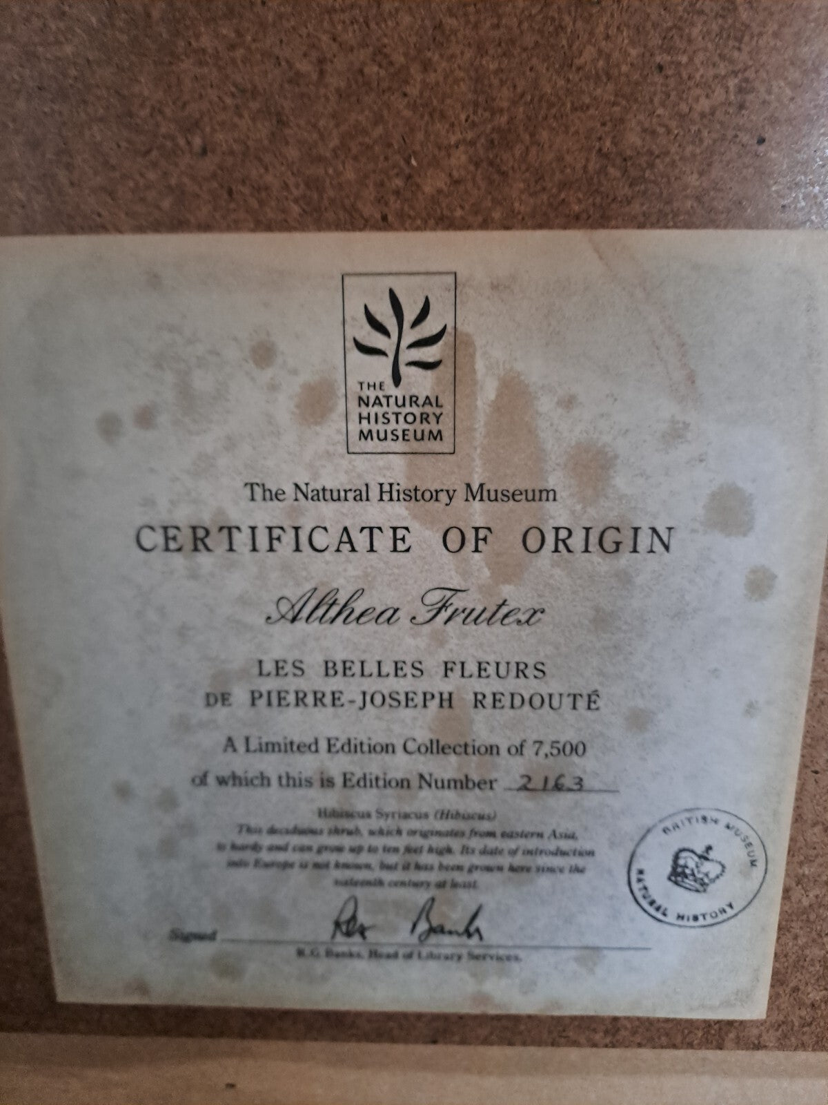 6 X Natural History Museum  Limited Print :The Fairest Flowers of Pierre Redoute