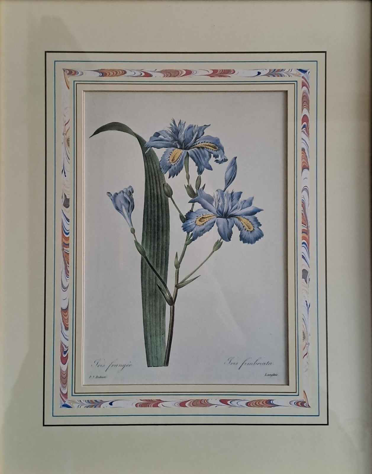 6 X Natural History Museum  Limited Print :The Fairest Flowers of Pierre Redoute
