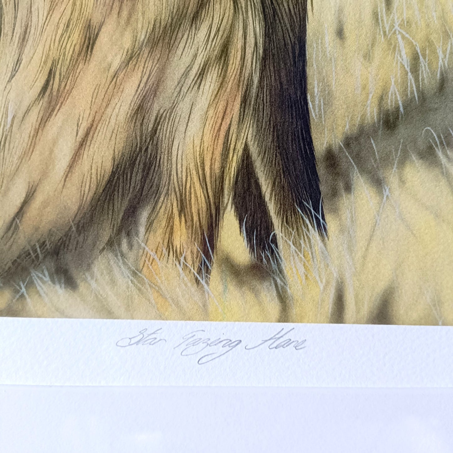 JOANNA MAY Signed Limited Edition "Star gazing Hare" 23/250