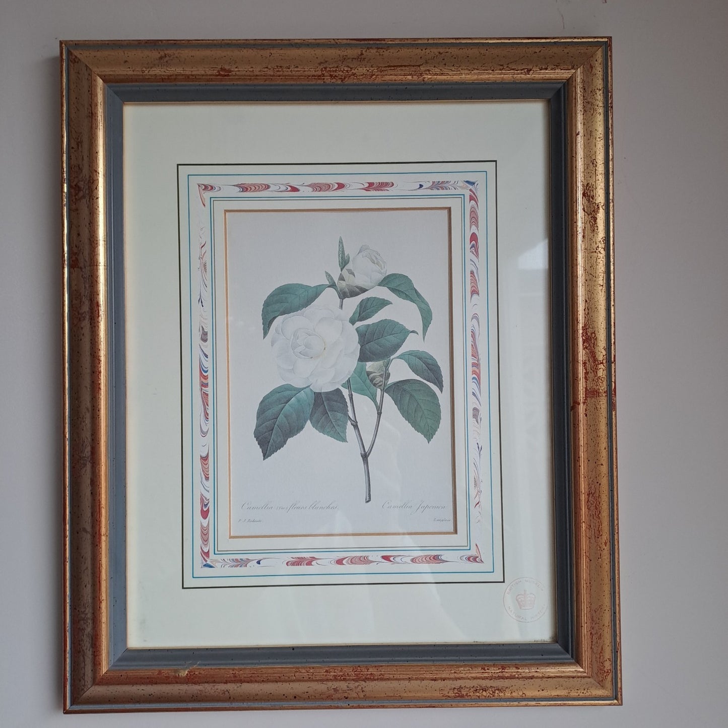 6 X Natural History Museum  Limited Print :The Fairest Flowers of Pierre Redoute