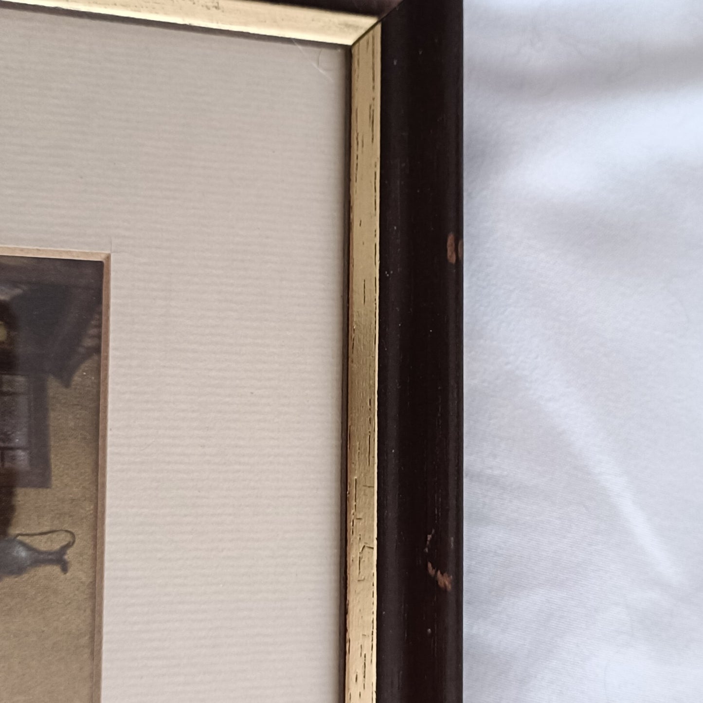 Vintage V. De Beauvoir Ward print, Framed "A Rare Specimen"