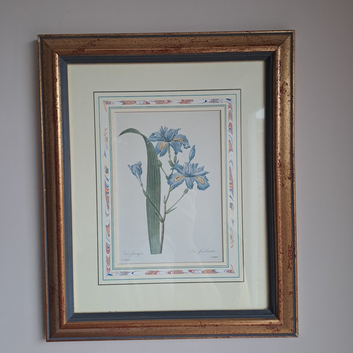 6 X Natural History Museum  Limited Print :The Fairest Flowers of Pierre Redoute