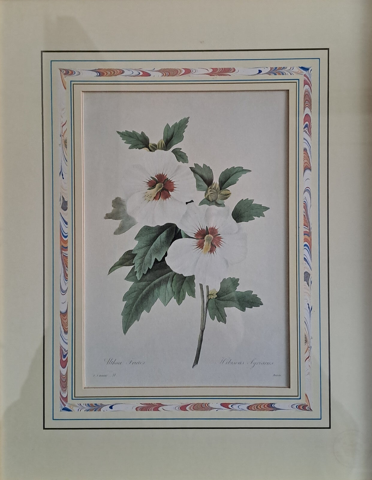 6 X Natural History Museum  Limited Print :The Fairest Flowers of Pierre Redoute