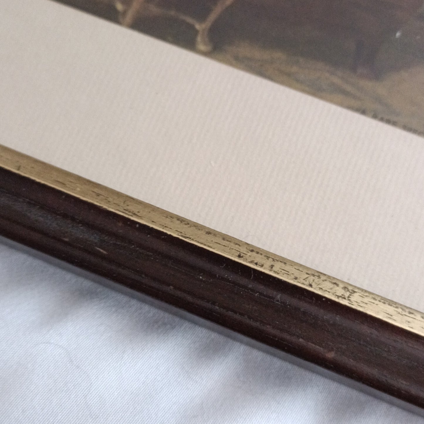 Vintage V. De Beauvoir Ward print, Framed "A Rare Specimen"